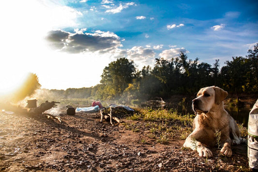 Camping with Your Dog: The Dos and Don'ts - A Guide to the Great Outdoors with Your Four-Legged Friends