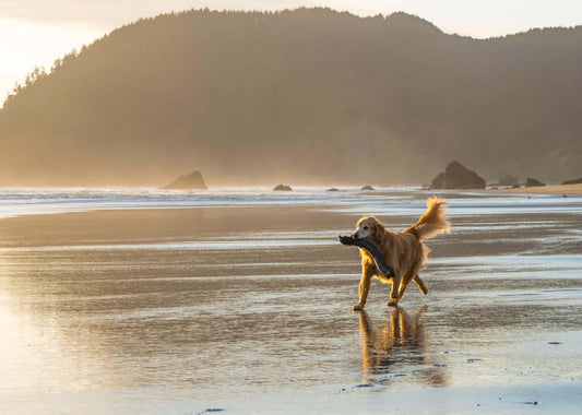 The Role of Pet Owners in Protecting Our Oceans