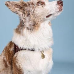 Moniker Bundle - HARNESS