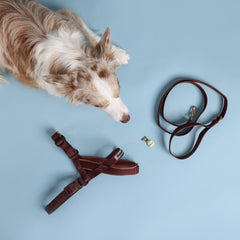 Adventure Bundle - HARNESS