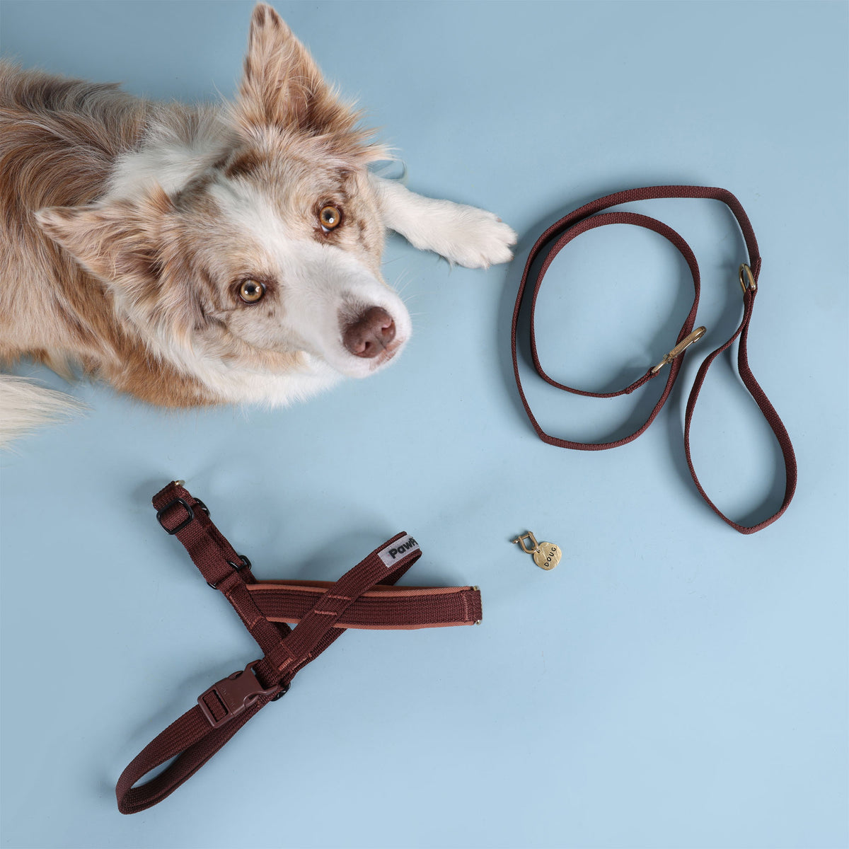 Adventure Bundle - HARNESS