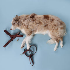 Adventure Bundle - HARNESS