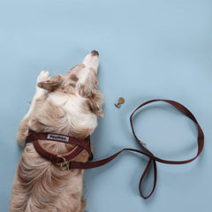 Adventure Bundle - HARNESS