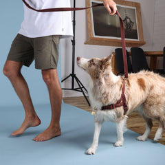 Adventure Bundle - HARNESS