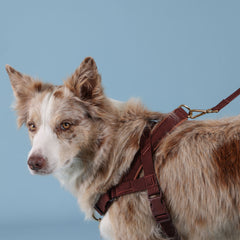 Adventure Bundle - HARNESS