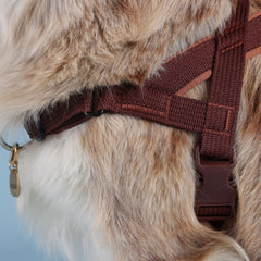 Adventure Bundle - HARNESS