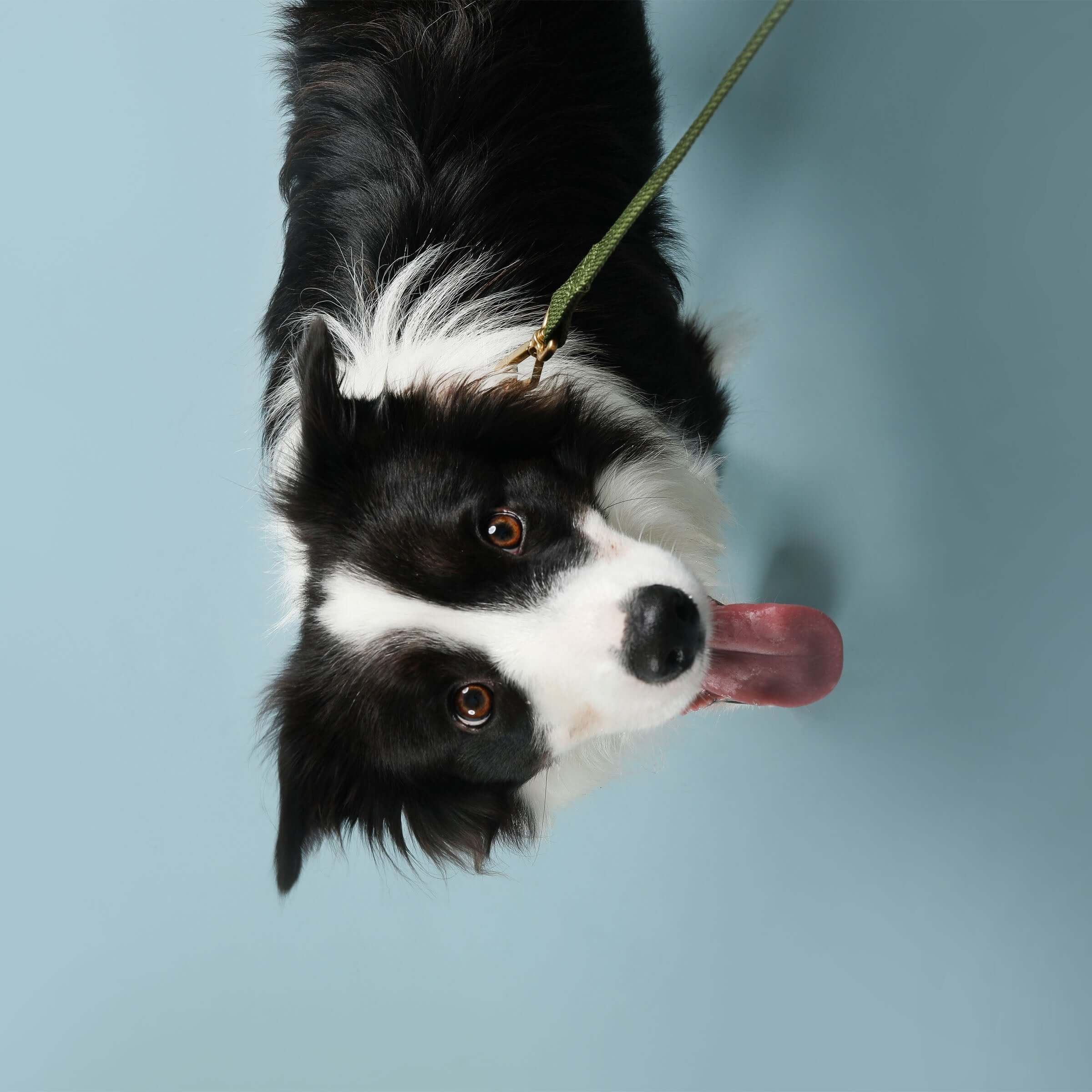 a border collie with a Green Waterproof dog leash made from 100% recycled ocean plastic