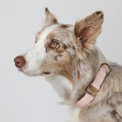 Flotsam Collar