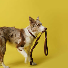 a dog with a Brown Waterproof dog leash made from 100% recycled ocean plastic in its mouth