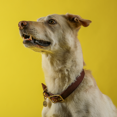 Tide Collar™