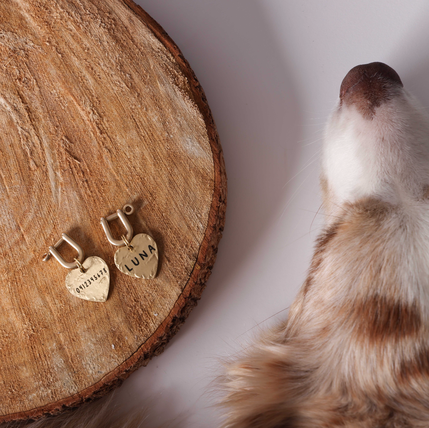 Seafarer Tag™ | Brass Dog Tag Made from Recycled Materials | PawPrint