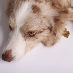 Seafarer Tag™ HEART