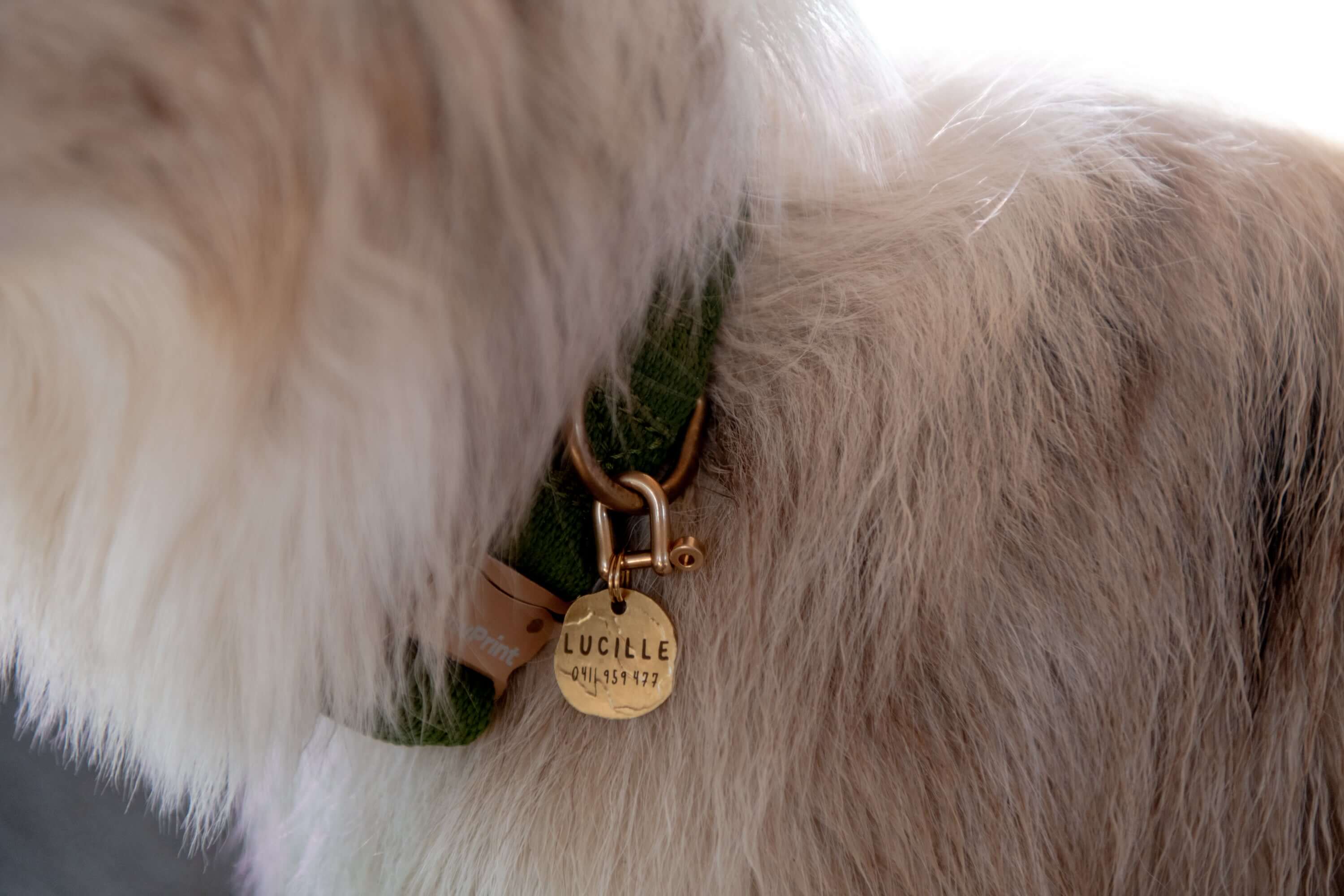a dog wearing a brass dog tag made from recycled materials